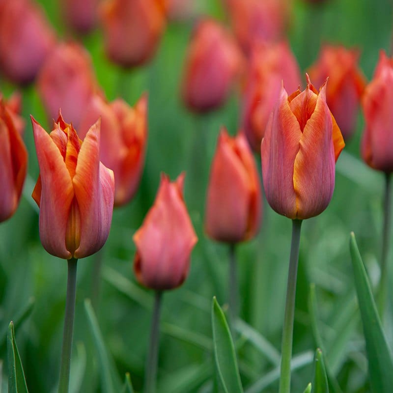 Tulip Request Flower Bulbs