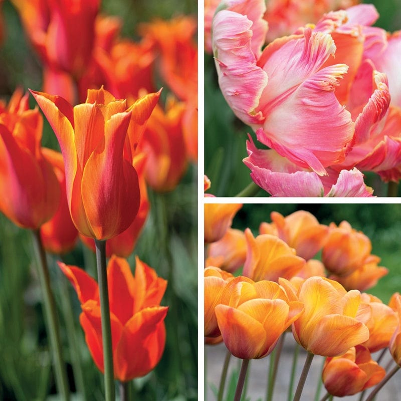 Tulip Scented Flower Bulb Collection