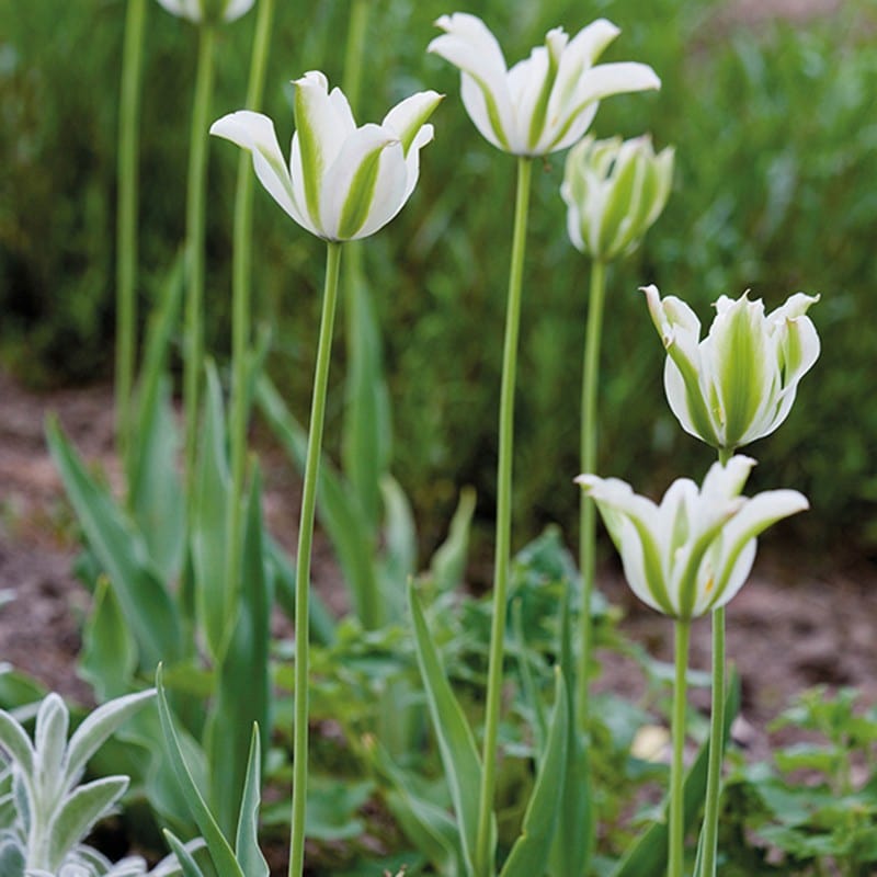 Tulip Spring Green Flower Bulbs