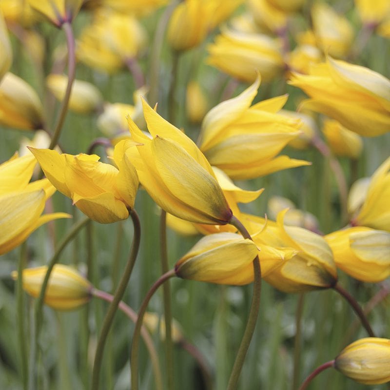 Tulip sylvestris Flower Bulbs