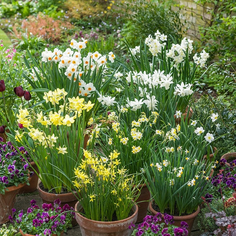 Ultimate Fragrant Narcissi Collection