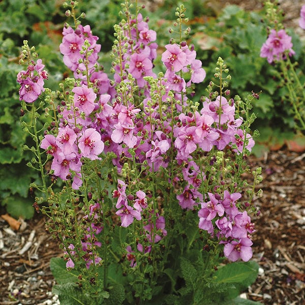 Verbascum Collection