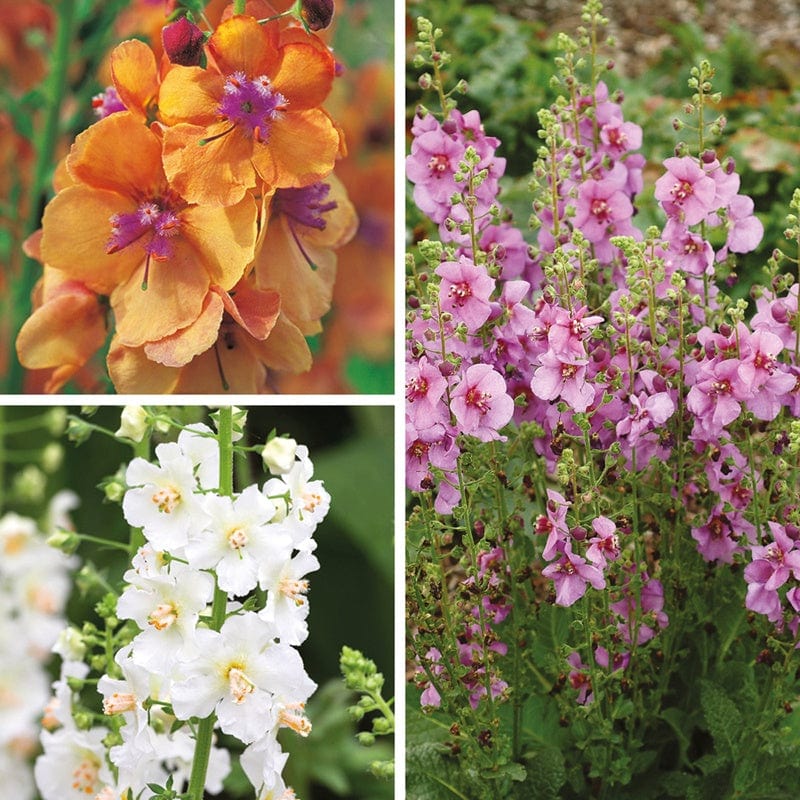 Verbascum Collection