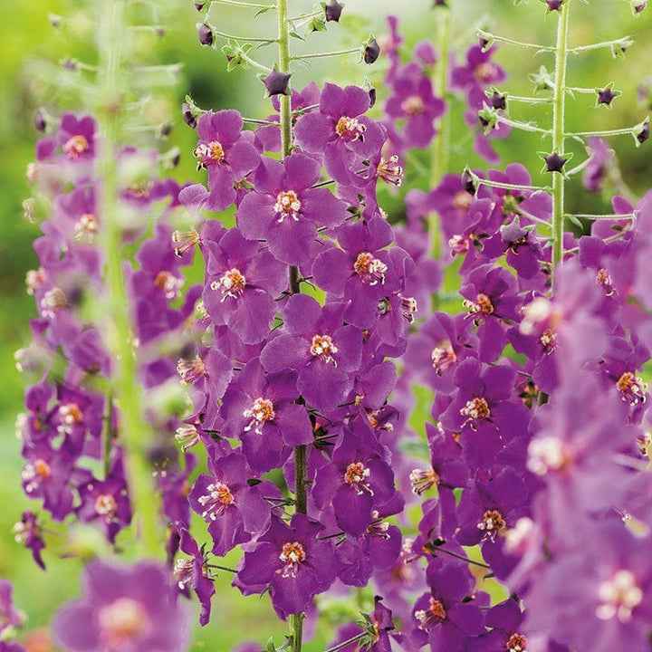 Verbascum phoeniceum