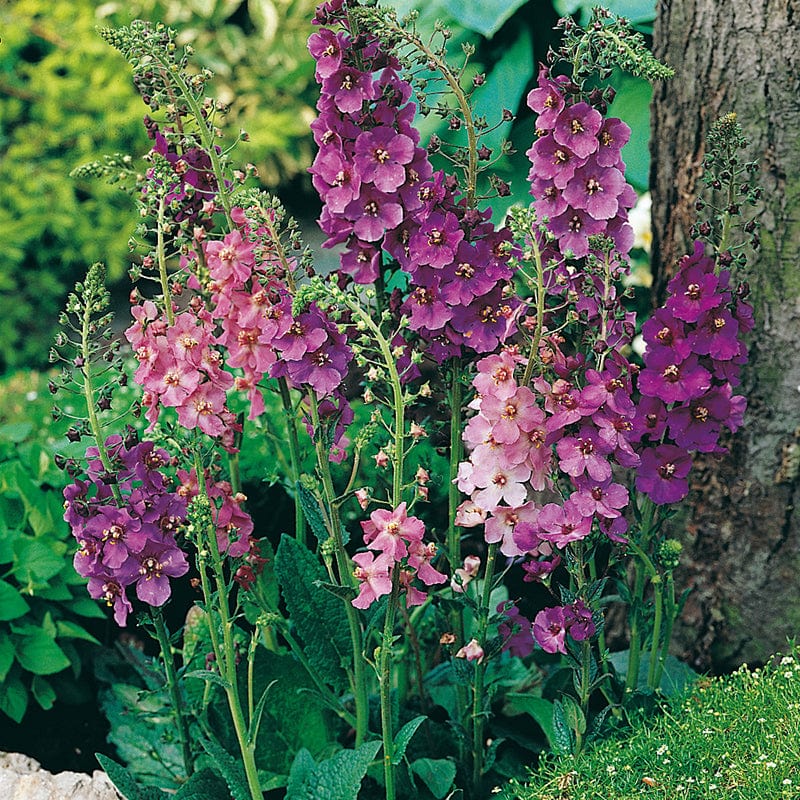 Verbascum phoeniceum Violetta