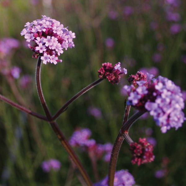 Verbena bonariensis