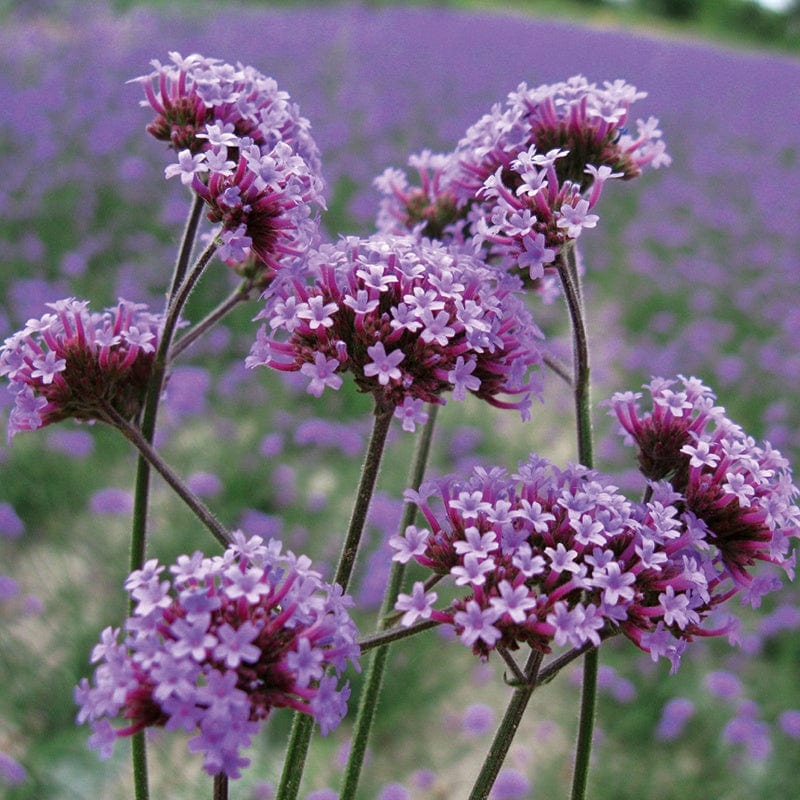 Verbena bonariensis