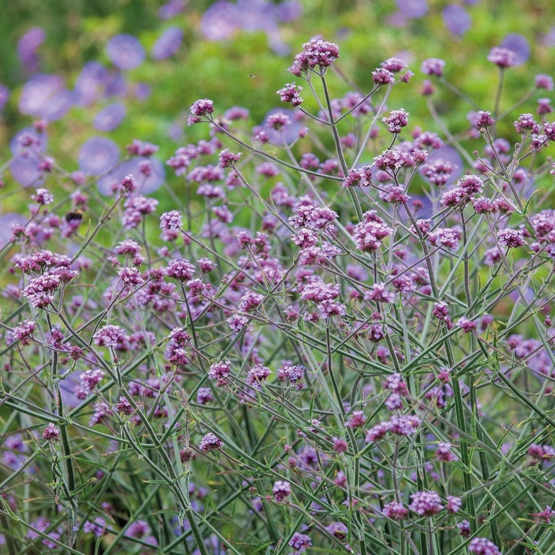 Verbena bonariensis
