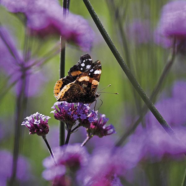 Verbena bonariensis