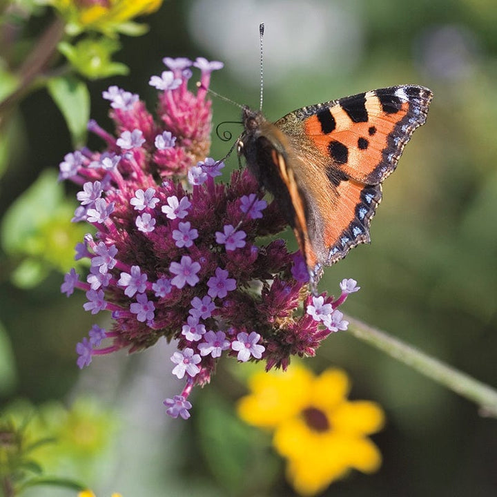 Verbena bonariensis Buenos Aires