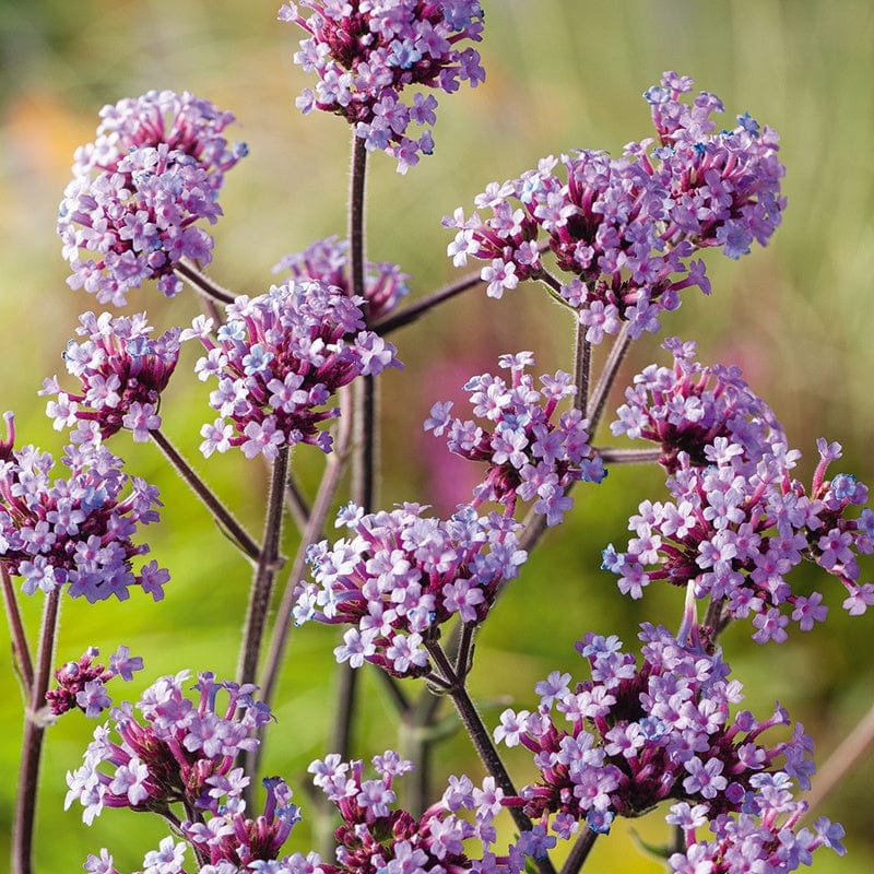 Verbena bonariensis Lollipop