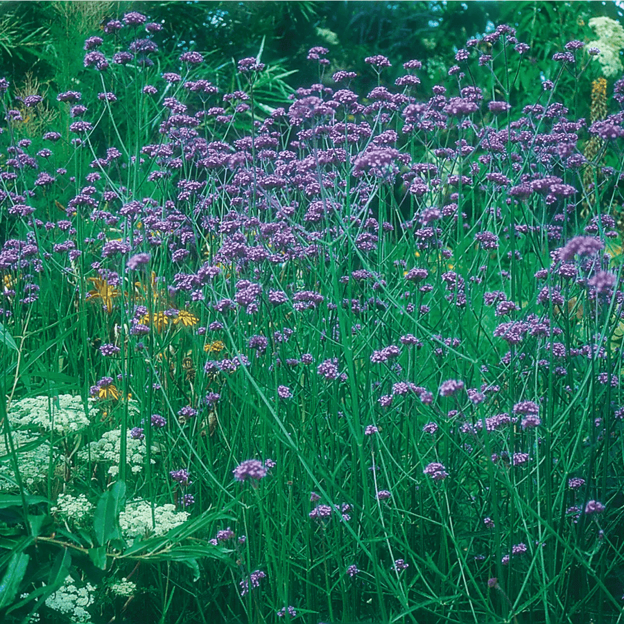 Verbena Bonariensis Seeds