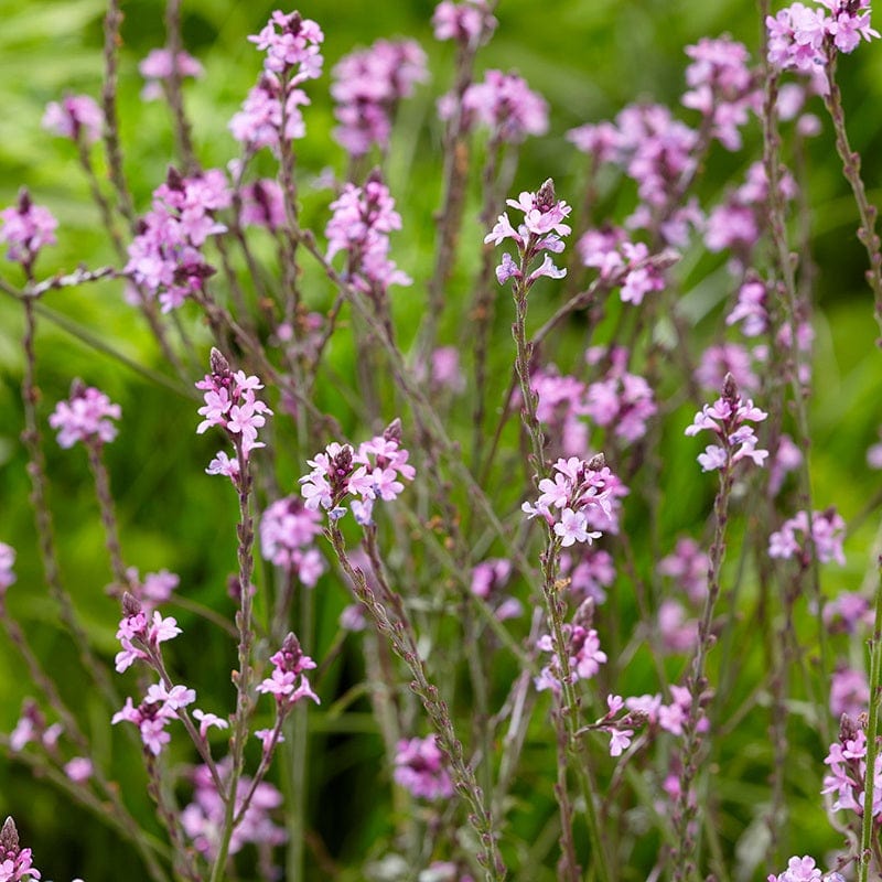 Verbena officinalis var. grandiflora Bampton