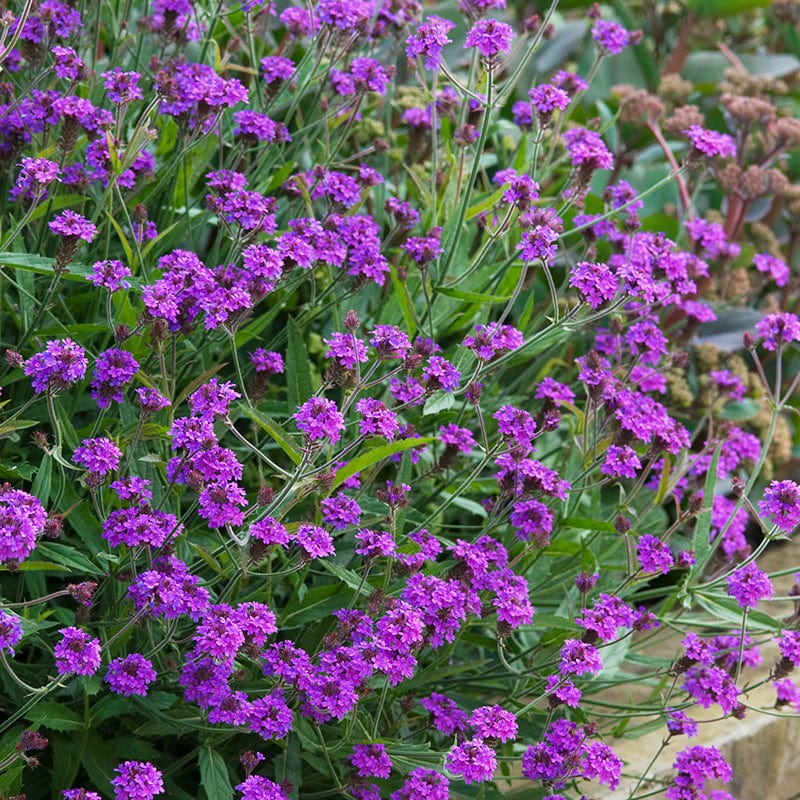 Verbena rigida