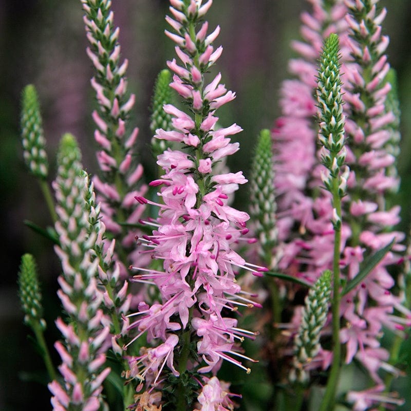 Veronica spicata Inspire Rose