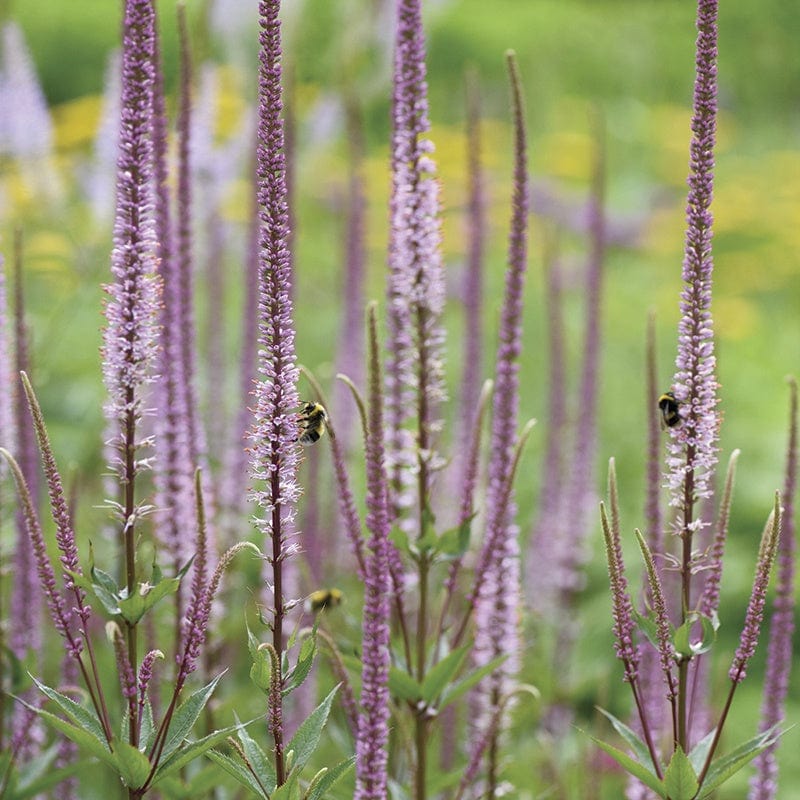 Veronicastrum Pink Glow