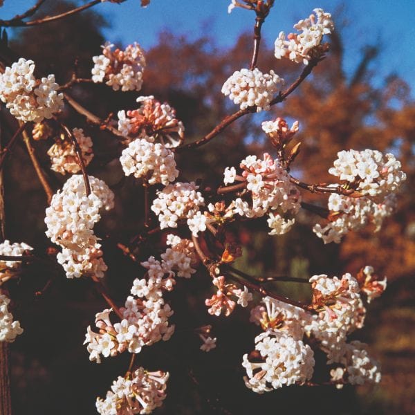 Viburnum Farreri Fragrans Flower Plant