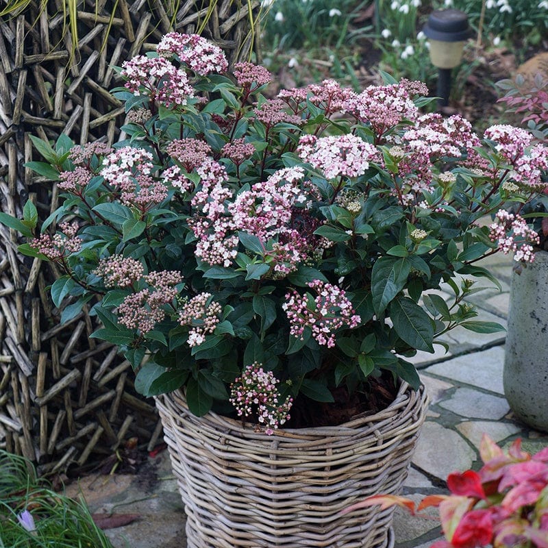 Viburnum tinus Spirit Shrub Plant