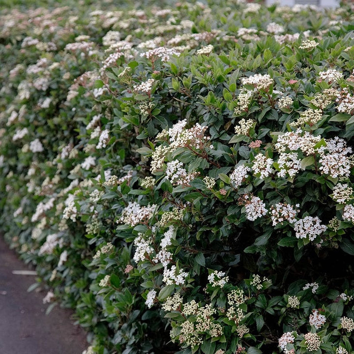 Viburnum tinus Spirit Shrub Plant