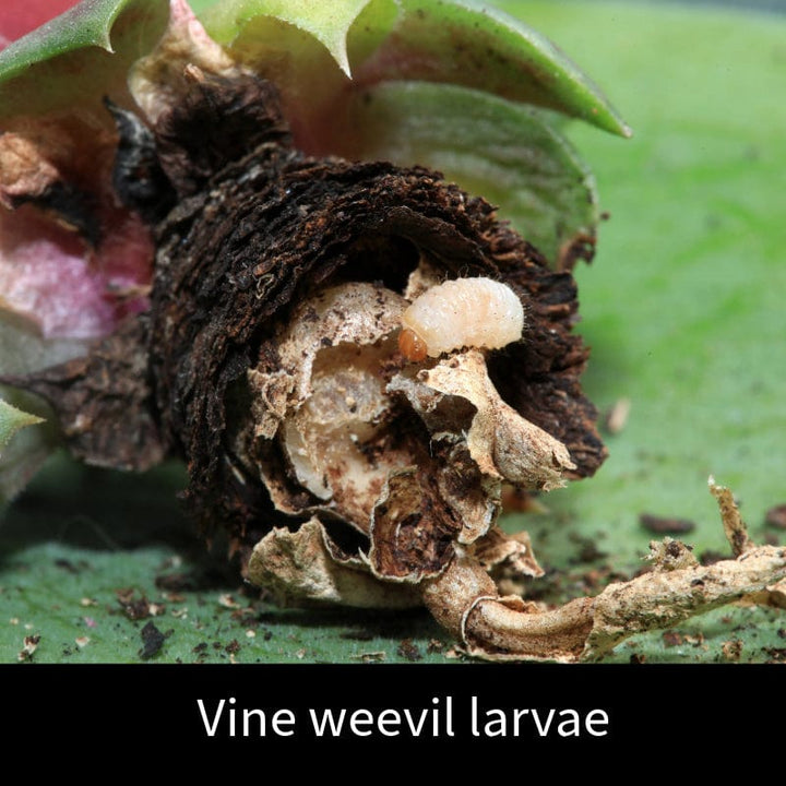 Vine Weevil Control Nematodes 100sq.m