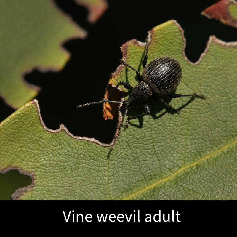 Vine Weevil Control Nematodes 100sq.m