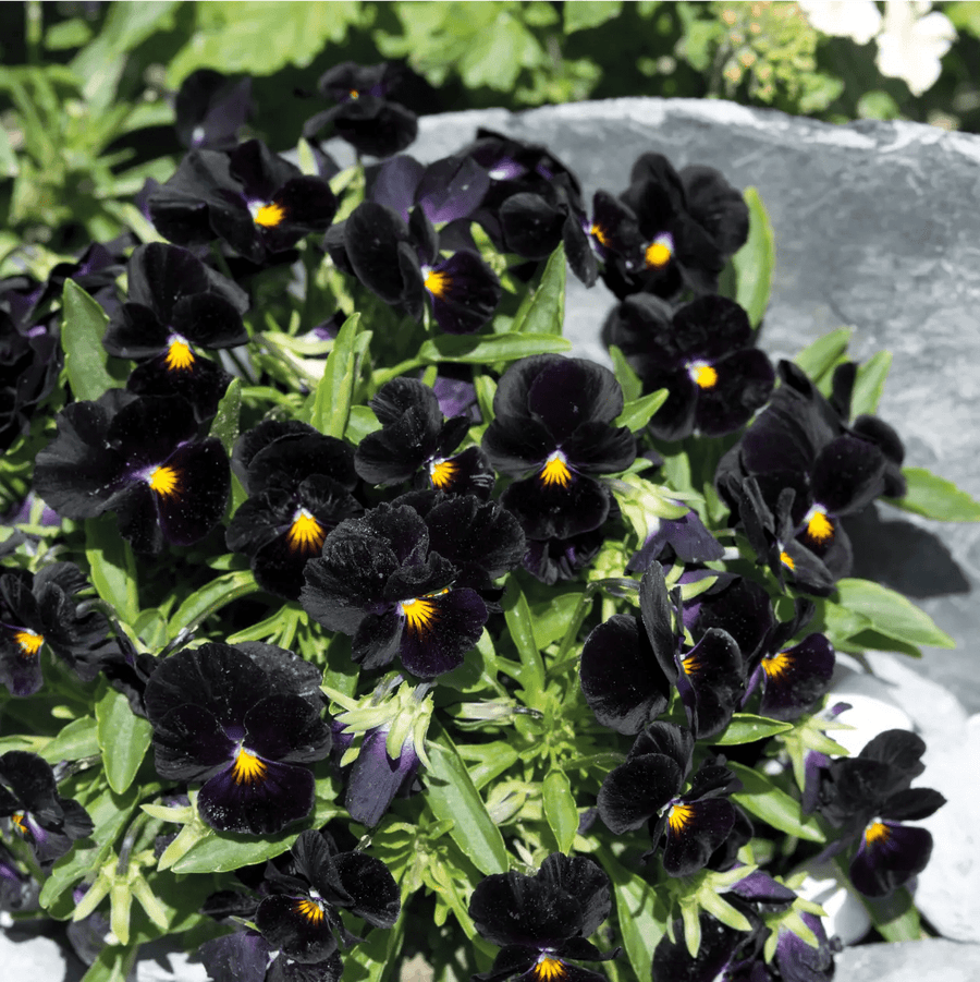 Viola Back to Black Seeds