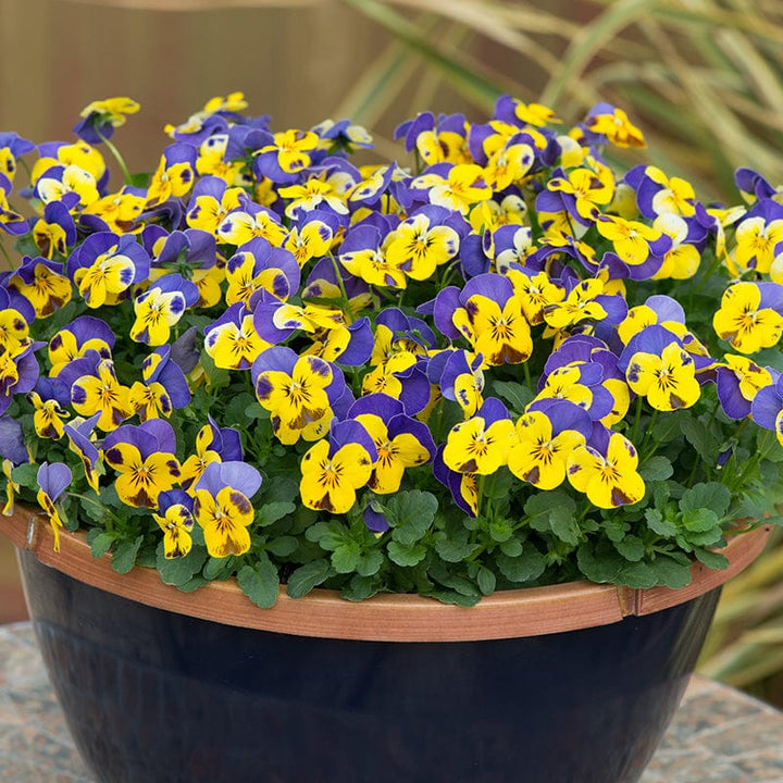 Viola Sorbet Yellow Blue Jump Up F1