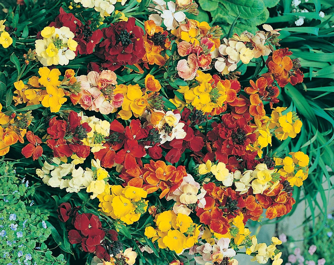 Wallflower Monarch Fair Lady Seeds