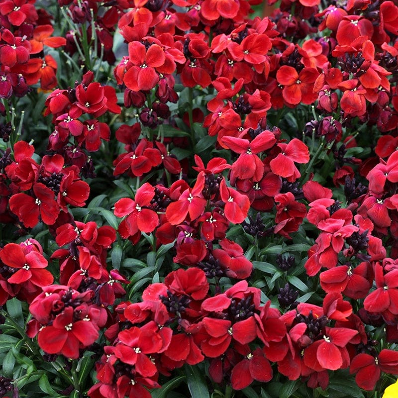 Wallflower Sugar Rush Red F1