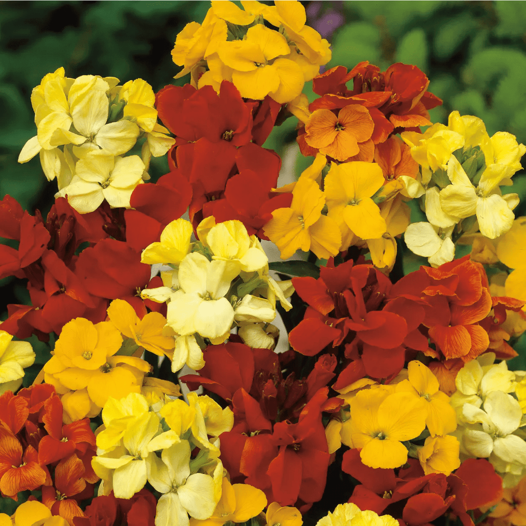 Wallflower Tom Thumb Mixed Seeds