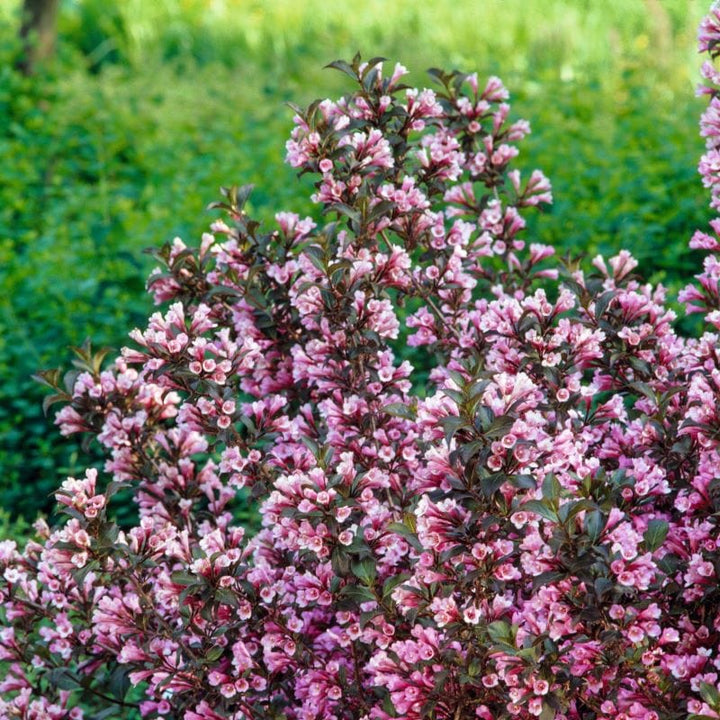 Weigela florida Foliis Purpureis Shrub Plants