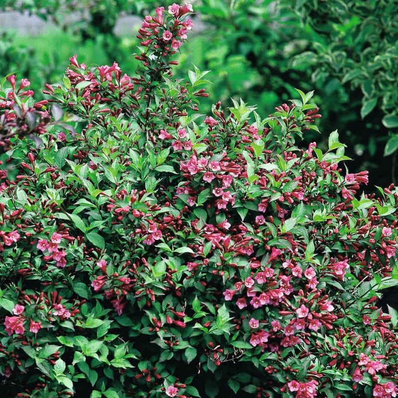 Weigela Minuet Shrub Plants