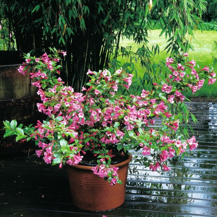 Weigela Minuet Shrub Plants