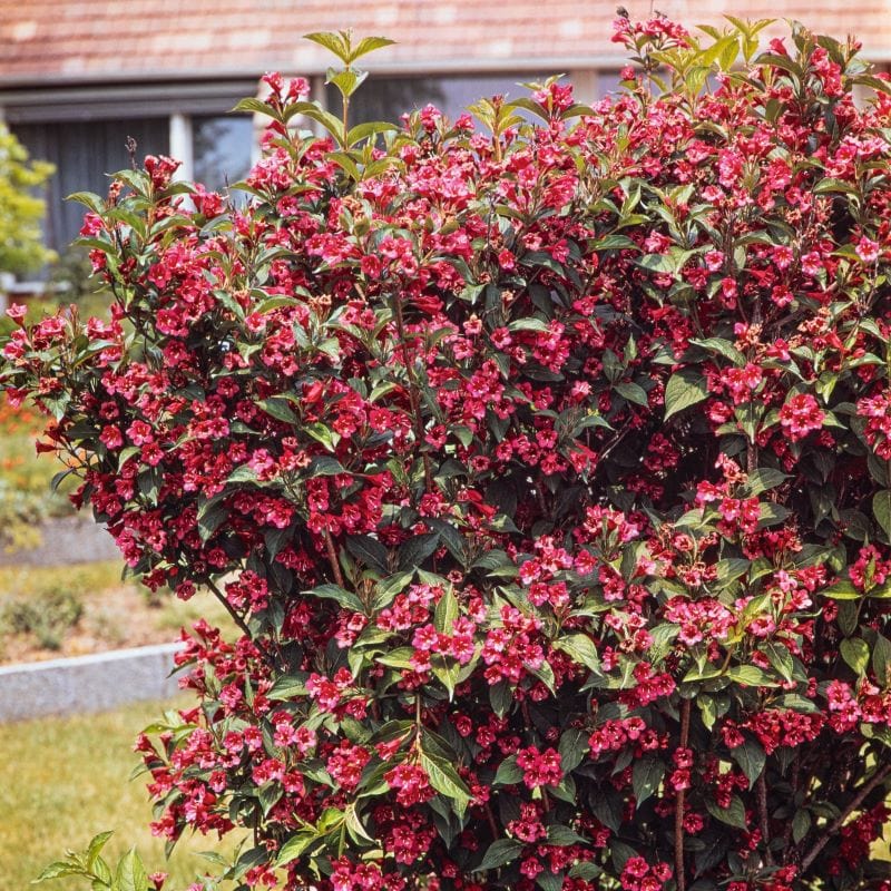 Weigela Newport Red Shrub Plants