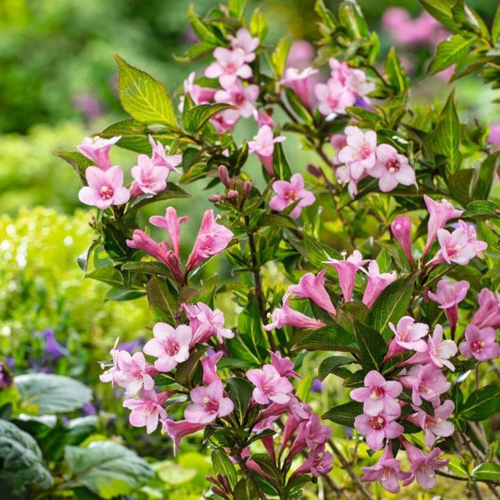 Weigela Picobella Rosa Shrub Plants