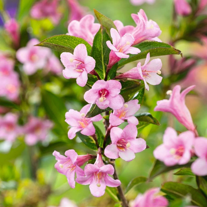 Weigela Picobella Rosa Shrub Plants