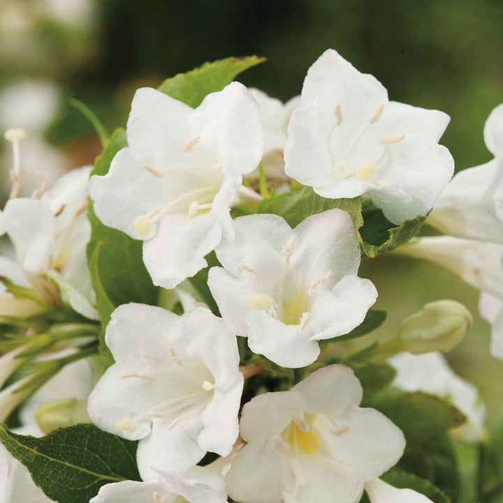 Weigela Snowflake Shrub Plants