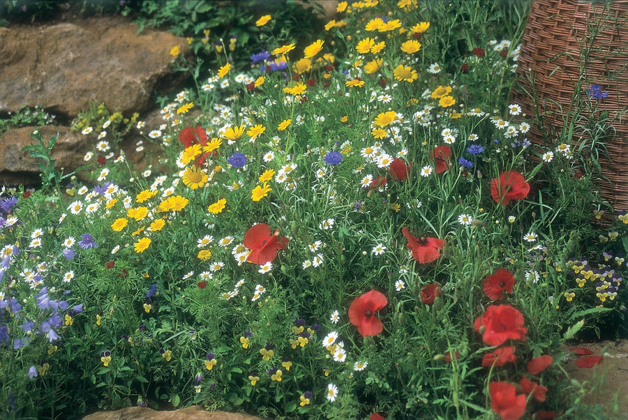 Wildflower Cornfield Mixture Seeds