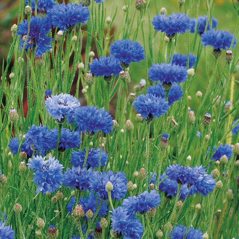 Wildflower Cornflower (Native)