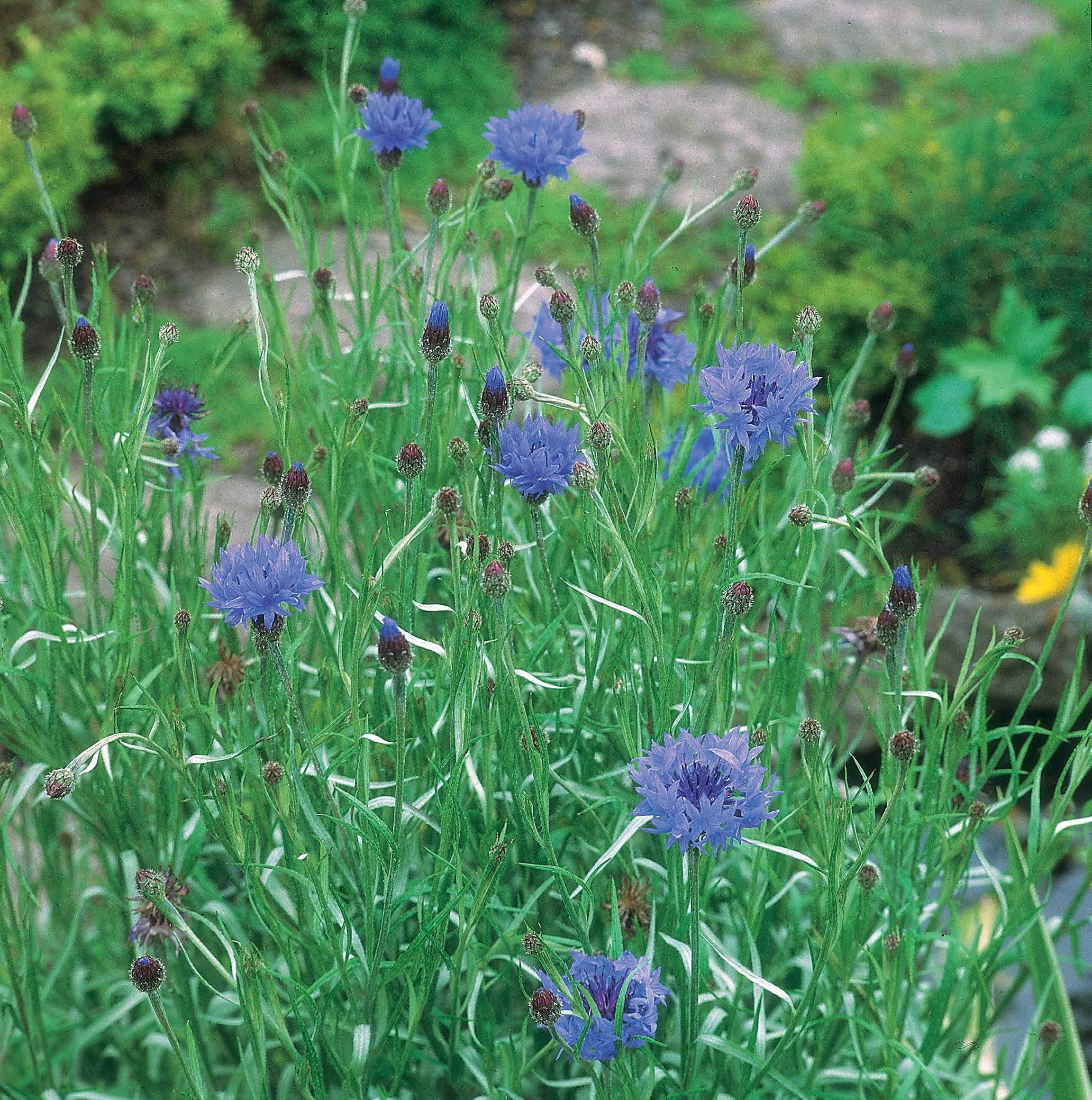 Wildflower Cornflower Seeds