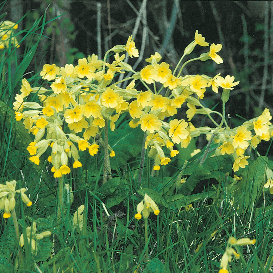 Wildflower Cowslip Seeds