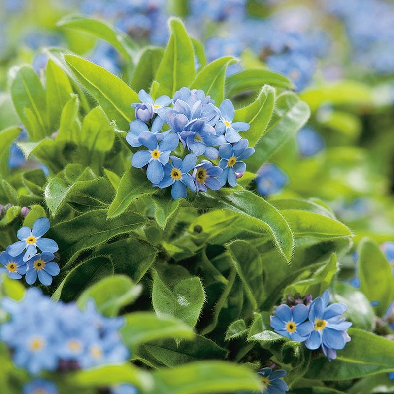 Wildflower Forget Me Not (Native)