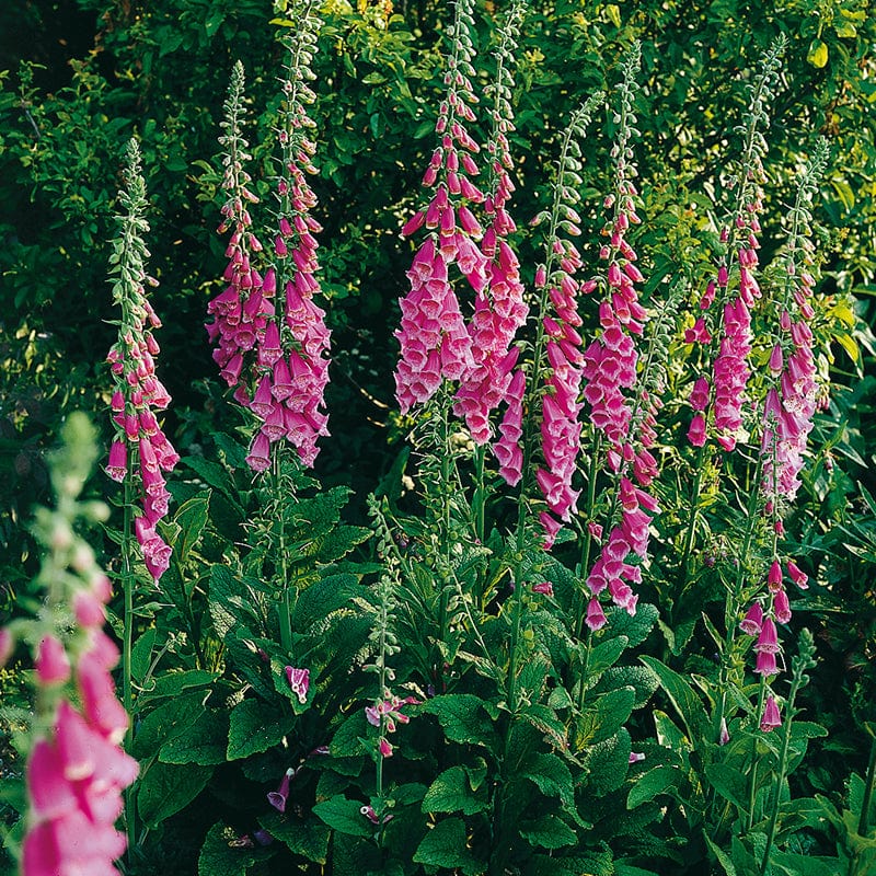 Wildflower Foxglove (Native)