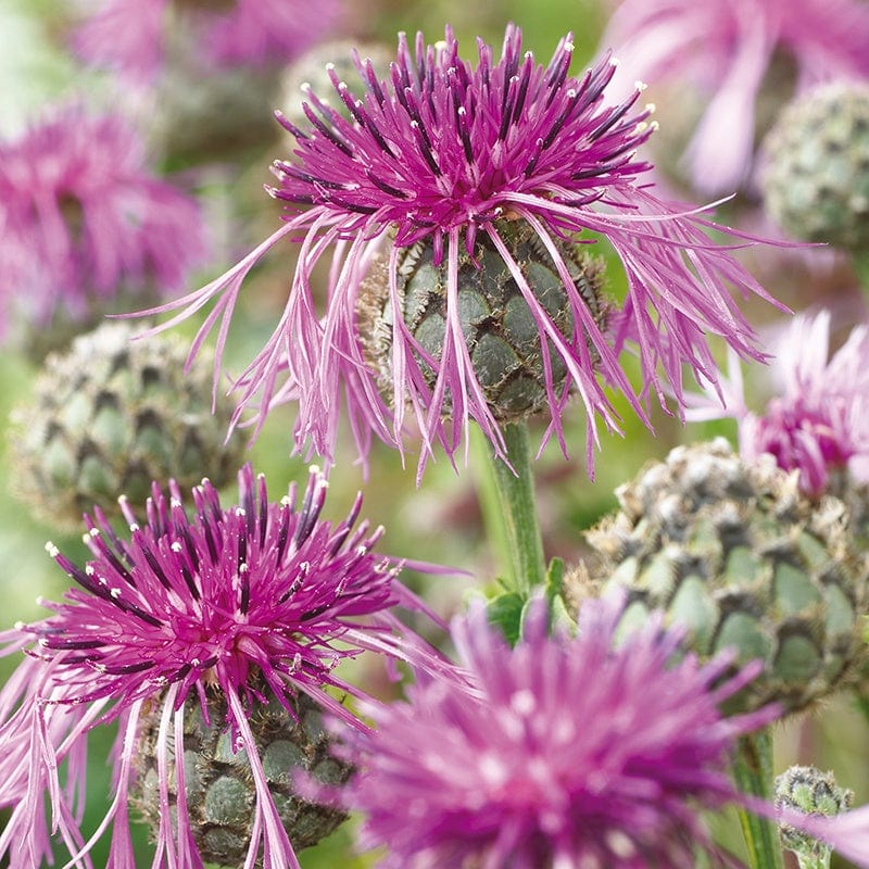 Wildflower Greater Knapweed (Native)