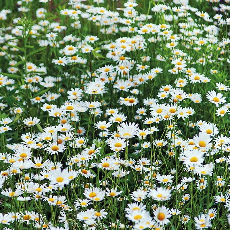 Wildflower Ox Eye Daisy (Native)