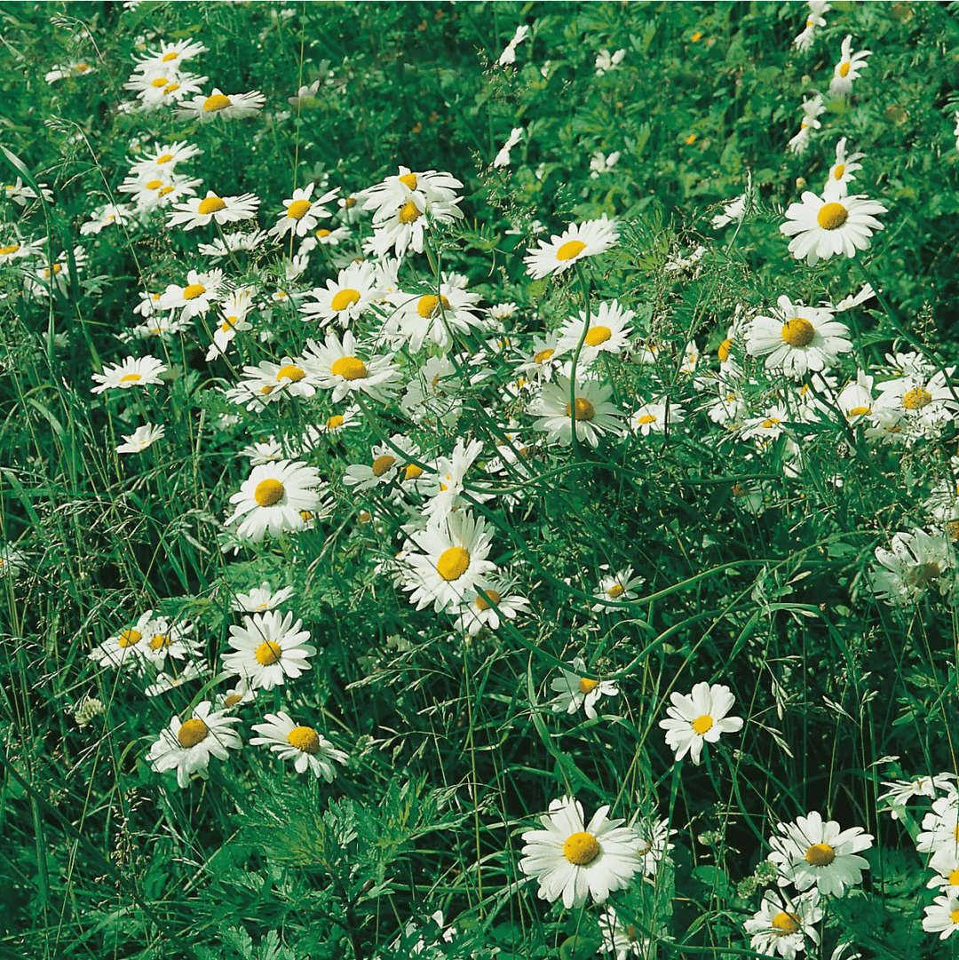 Wildflower Ox Eye Daisy Seeds