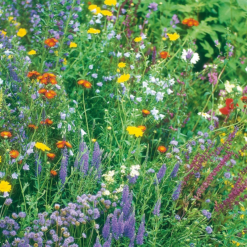 Wildflower Pollinating Bee Mix (Native)