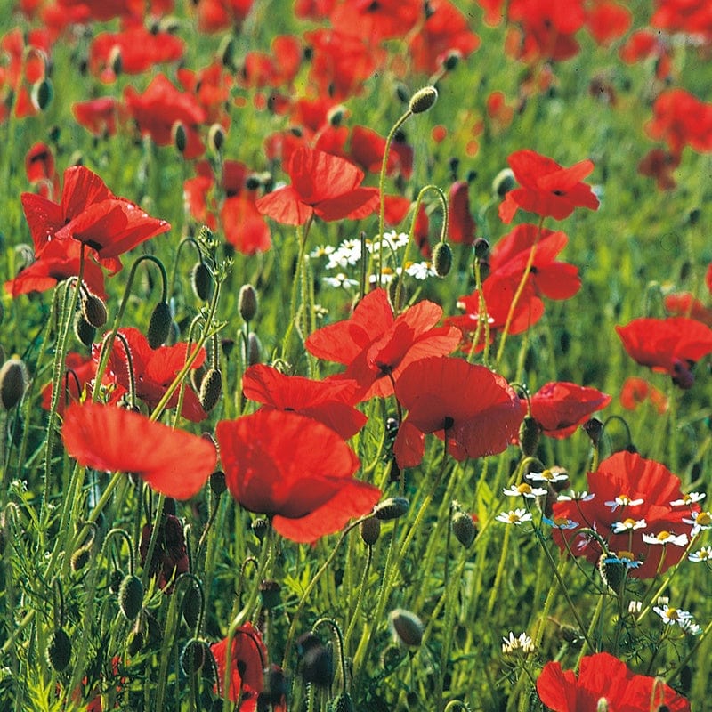 Wildflower Poppy (Native)