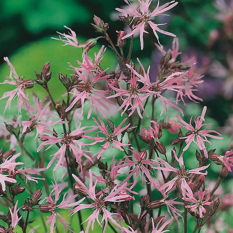 Wildflower Ragged Robin (Native)