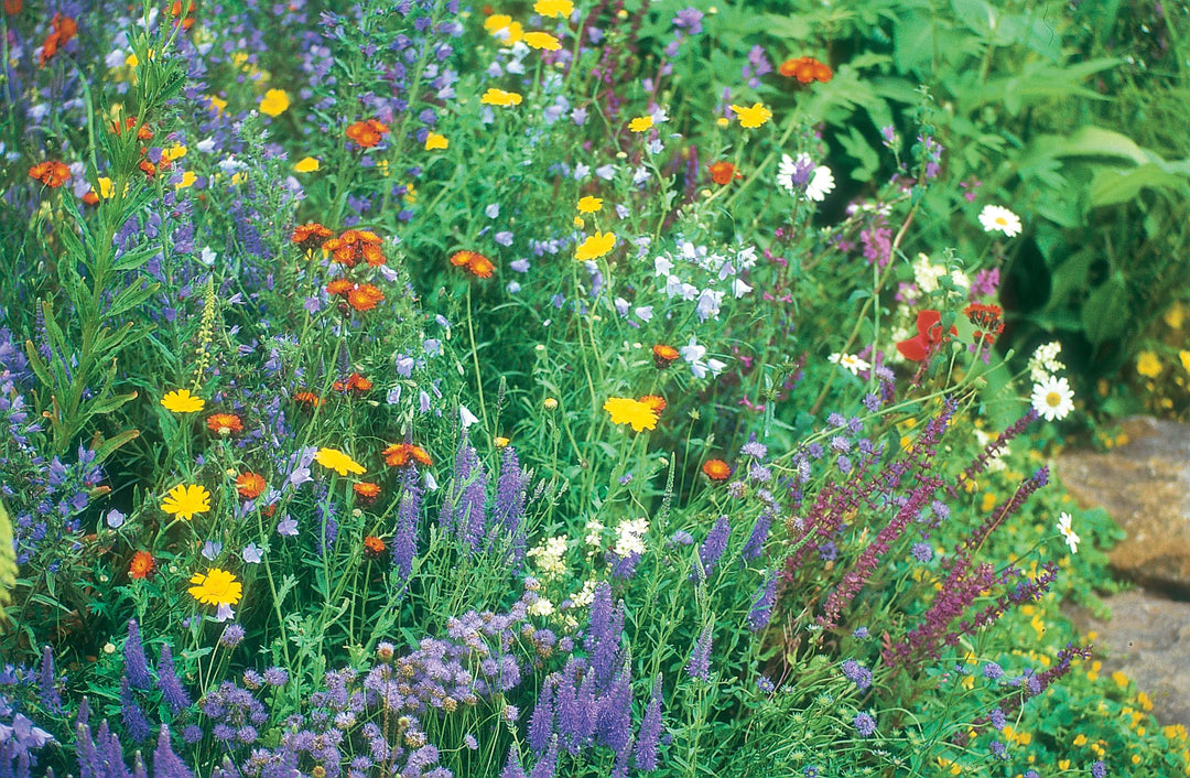 Wildflower Wildlife Mixture Seeds